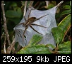 Klicken Sie auf die Grafik fr eine grere Ansicht

Name:	new zealand sheetweb spider.jpg
Hits:	336
Gre:	9,0 KB
ID:	260