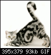 Klicken Sie auf die Grafik fr eine grere Ansicht

Name:	KatzeSchwanz.gif
Hits:	300
Gre:	93,4 KB
ID:	102