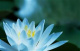 Benutzerbild von Lotusbl�te